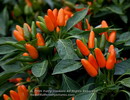 Ornamental Chili Pepper
